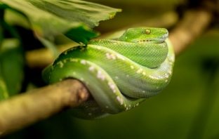 Змии са вероятният източник на смъртоносния коронавирус в Китай