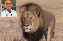 Ловецът, убил лъвa Сесил, проговори в първо интервю  след инцидента