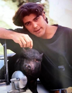     Коледи с Клуни  

Това  не е заглавие на филм, а животът на може би най-популярния грухчо в света: виетнамското прасе Макс (130 кг.), което самият актьор в интервюта определяше като "Звездата". Макс бил купен от Клуни през 1988, уж като подарък за тогавашната му любов Кели Престън. 

В продължение на две десетилетия прасенцето играеше ролята на лакмус за многобройните завоевания на собственика си, като спеше в едно легло с него (и с тях, по презумпция). Макс бе сочен в графата "Основна причина за раздяла" между Джордж и Селин Балитран през 99-та, а единствената дружка на Клуни, която искрено харесвал, била англичанката Лиса Сноудън. Въпреки артрита, слепотата, прегазването от кола през 2001 г. и десетките си конкурентки за леглова площ упоритият Макс се спомина чак през 2006.  

