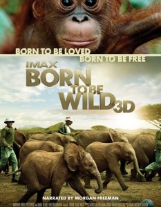   Born to be Wild


Захващаме зоо-тематиката с един невероятен филм, документалната драма Born to Be Wild. 


За разлика от друго подобно предложение сред заглавията обаче, героите не са рисувани, а реални в съвсем истинския смисъл на думата - историята разказва за няколко местни хора в Борнео, които се борят за оцеляването на осиротели и ранени маймуни и слонове. 


Приказката за съвместното съжителство на два различни свята само може да стопли сърцето на средностатистическия зрител и да го накара да се замисли в каква посока върви днес човечеството. 


Режисурата е дело на Дейвид Ликли, а в гласа, който ще ви води на екран, можете да разпознаете кино легендата Морган Фрийман. 


  Премиерна дата:   8 април

 



