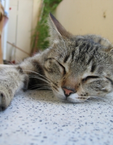 Всеки средностатистически представител на котките прекарва средно 66% от живота си в блажен сън.