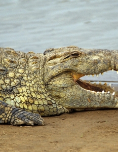 На света няма крокодил, който да може да мърда езика си. Въпреки това, не е желателно да попадате в устата му.