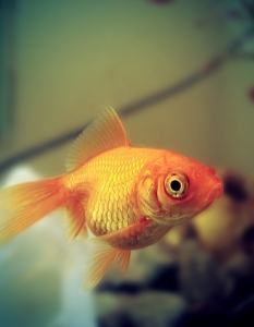Златните рибки могат да виждат ултравиолетови и инфрачервени лъчи.