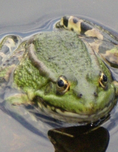 Жабите не пият вода, а я абсорбират през кожата си.