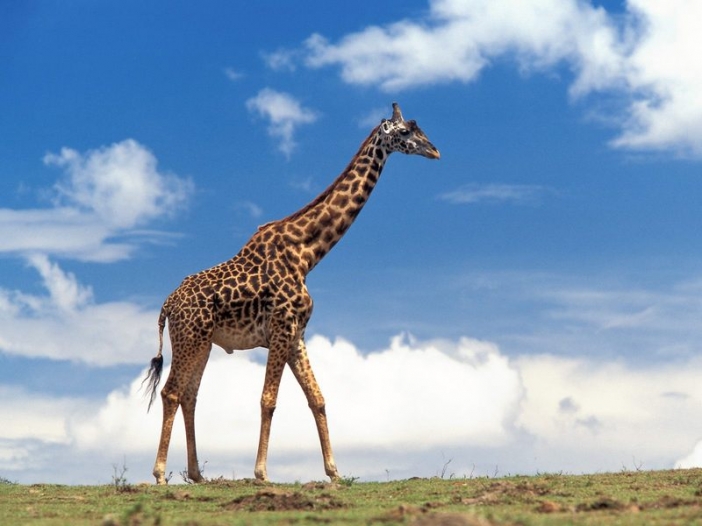 Жирафът може да чисти ушите си, използвайки безпроблемно собствения си език.
