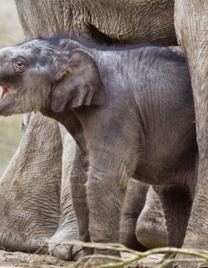 В Хамбург е време за шоу - първото публично появяване на бебето слонче Ассам в зоологическата градина Хагенбек показа, че малчуганът е родена звезда.