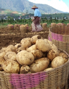 Картофи
Нашият любим картоф получава двойна доза "отрова" при нормалното си неорганично отглеждане. Производителите пръскат пестициди над земята, като почвата поема дозата и се предотвратяват заболяванията по картофите. Тъй като няма добро органично средство за борба с паразитите по картофите, цената на органично отгледаните зеленчуци е повече от двойна.  Нивото на пестициди в сладките картофи е по-малко, но достатъчно високо, за да изберем и тук органичните пред неорганичните.