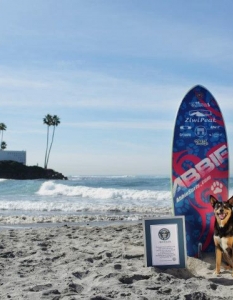 Най-дългата вълна, сърфирана от куче (в открити води) е 107,2 метра (351,7 фута) и е постигната с Abbie Girl (САЩ) в Ocean Beach Dog Beach в Сан Диего, Калифорния, САЩ