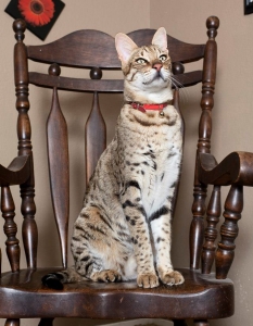 Най-високата домашна котка, регистрирана някога, бе Trouble (в превод "Беля), която бе висока 48.3 см. Тя беше любимецът на Debby Maraspini от САЩ и бе измерена на Silver Cats Cat Show в Невада на 30 октомври 2011 година. За съжаление, тя почина на 15 август 2012 година. 