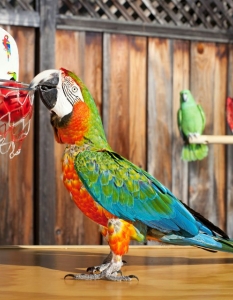 Най-многото баскетболни забивки от папагал в продължение на 1 минута са 22 и са постигнати от Зак от вида ара в Сан Хосе, Калифорния.