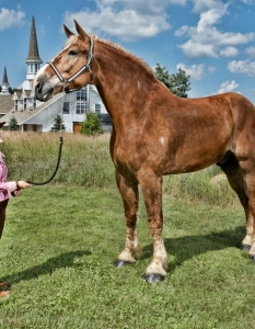 Най-високият жив кон е Big Jake, 9-годишен белгийски кон кастрат, който е висок 210 см. и живее в Smokey Hollow Farms в Уисконсин, САЩ