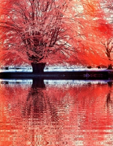 30+ изумителни инфрачервени фотографии - 8
