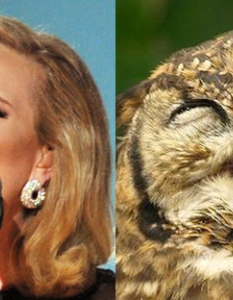 Adele: A Soulful Owl