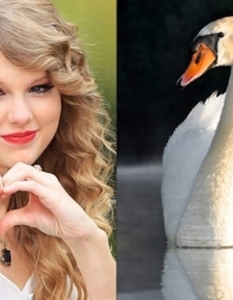Taylor Swift: An Earnest Swan