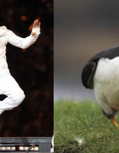 Usher: A Puffin That Can Get Down