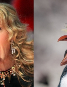 Madonna: An Overly Intense Penguin