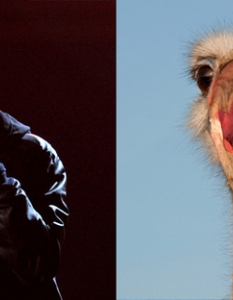 Eminem: An Ostrich You Wouldn