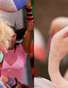 Nicki Minaj: A Crazy-Ass Flamingo