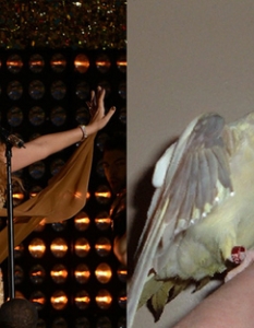 Mariah Carey: A Warbling Cockatiel That Won