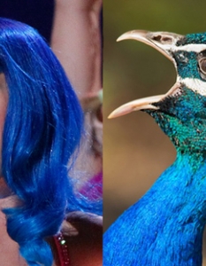 Katy Perry: A Showy Peacock
