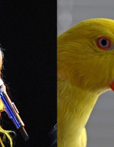 Lady Gaga: A Parrot That Makes Its Presence Known