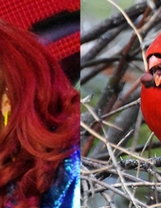 Rihanna: A Cardinal That Doesn