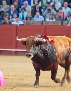 Испанска корида: Novilladas in Plaza de Toros de Sevilla, май 2012 г. - 11