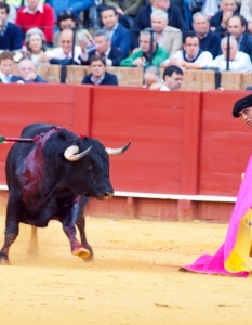 Испанска корида: Novilladas in Plaza de Toros de Sevilla, май 2012 г. - 4