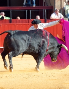 Испанска корида: Novilladas in Plaza de Toros de Sevilla, май 2012 г. - 6