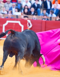 Испанска корида: Novilladas in Plaza de Toros de Sevilla, май 2012 г. - 7