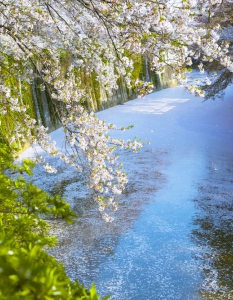 Sakura: Вижте уникални снимки от Япония през пролетта - 11