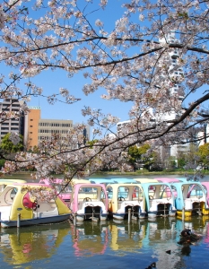 Sakura: Вижте уникални снимки от Япония през пролетта - 15