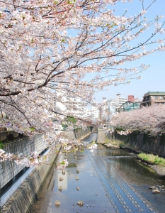 Sakura: Вижте уникални снимки от Япония през пролетта - 19