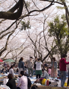 Sakura: Вижте уникални снимки от Япония през пролетта - 23