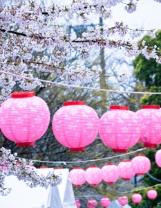 Sakura: Вижте уникални снимки от Япония през пролетта - 26