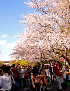 Sakura: Вижте уникални снимки от Япония през пролетта - 2