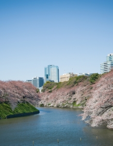 Sakura: Вижте уникални снимки от Япония през пролетта - 4