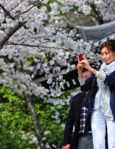 Sakura: Вижте уникални снимки от Япония през пролетта - 6