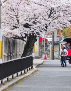 Sakura: Вижте уникални снимки от Япония през пролетта - 7