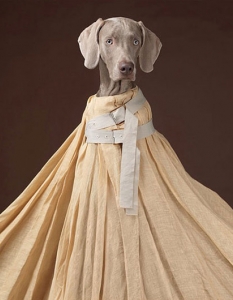 Кучетата на Уилям Уегман в рекламна фотосесия на ACNE - колекция пролет-лято 2013 - 2