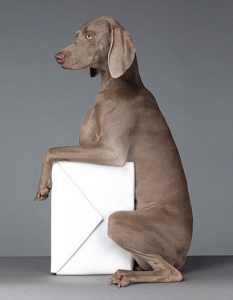 Кучетата на Уилям Уегман в рекламна фотосесия на ACNE - колекция пролет-лято 2013 - 3