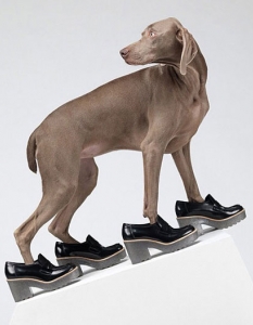 Кучетата на Уилям Уегман в рекламна фотосесия на ACNE - колекция пролет-лято 2013 - 5