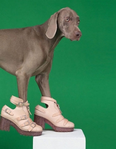Кучетата на Уилям Уегман в рекламна фотосесия на ACNE - колекция пролет-лято 2013 - 6