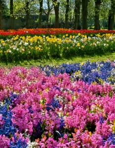 Цветните градини на Холандия - 10