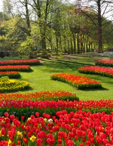 Цветните градини на Холандия - 11