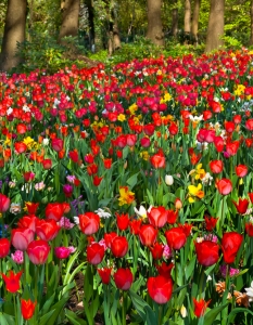 Цветните градини на Холандия - 12