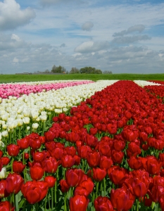 Цветните градини на Холандия - 15
