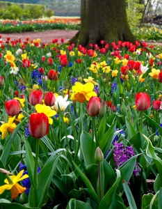 Цветните градини на Холандия - 2
