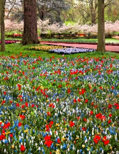 Цветните градини на Холандия - 3