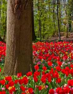 Цветните градини на Холандия - 5